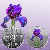Dark-Purpled Iris