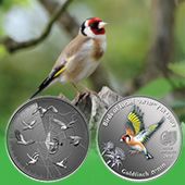 Birds of Israel - Goldfinch
