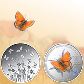 Butterflies of Israel Lesser Fiery Copper